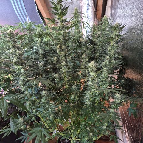 Biscotti (56-70bt) growlog timeline photo