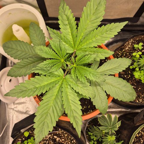 ICE 💚🧊 (63-70bt) growlog timeline photo