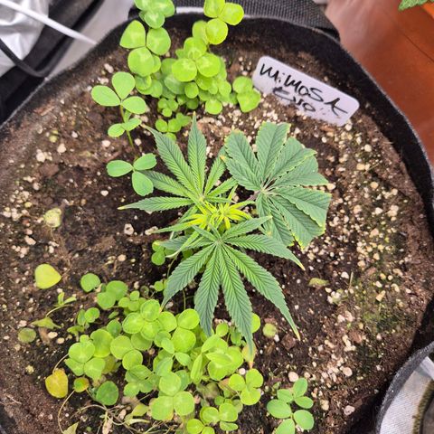 Mimosa evo stecki  🍊🍋🍍 (65-70bt) growlog timeline photo