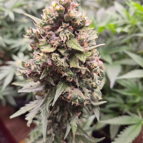 Anna, CBD (49-56BT/77- 84 Tage nach Keimung) growlog timeline photo