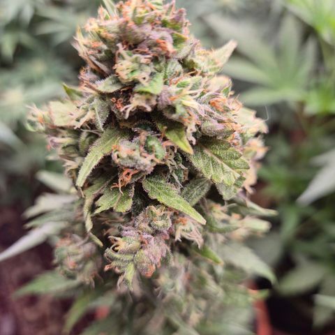 Anna, CBD (49-56BT/77- 84 Tage nach Keimung) growlog timeline photo