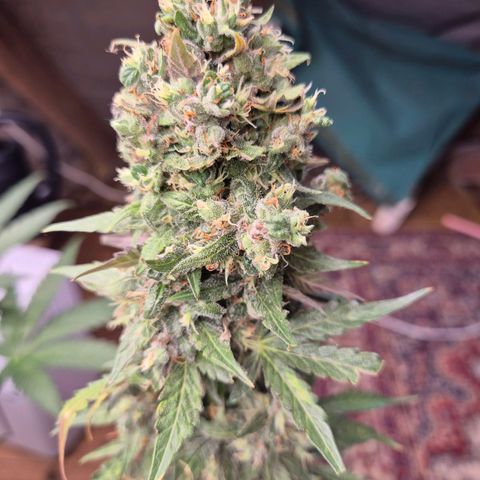 Anna, CBD (49-56BT/77- 84 Tage nach Keimung) growlog timeline photo