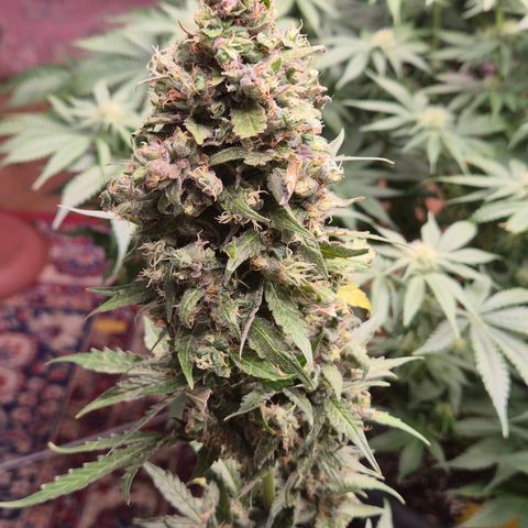 Anna, CBD (49-56BT/77- 84 Tage nach Keimung) growlog timeline photo