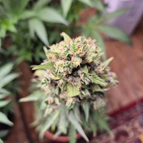 Anna, CBD (49-56BT/77- 84 Tage nach Keimung) growlog timeline photo