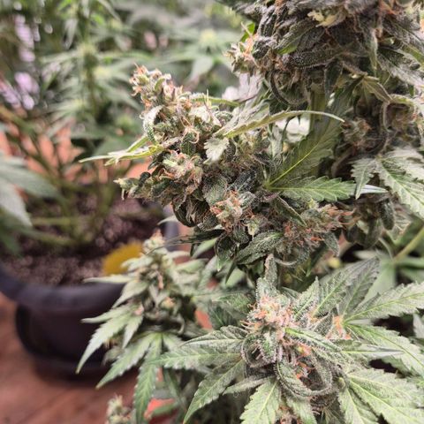 Anna, CBD (49-56BT/77- 84 Tage nach Keimung) growlog timeline photo