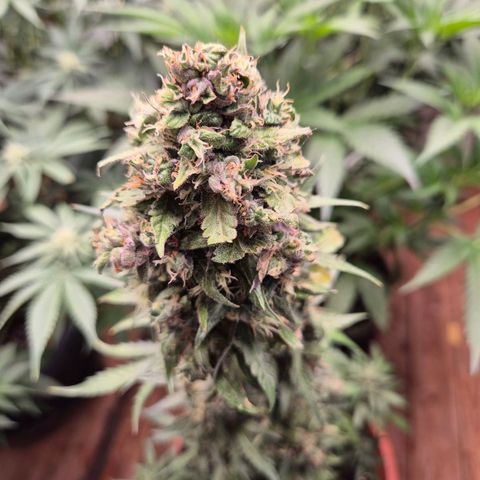 Anna, CBD (49-56BT/77- 84 Tage nach Keimung) growlog timeline photo
