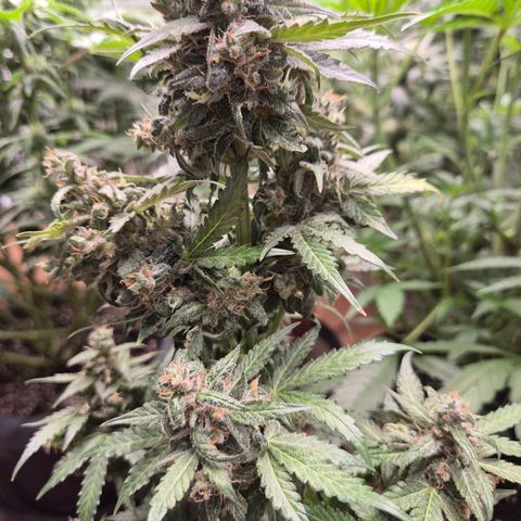 Anna, CBD (49-56BT/77- 84 Tage nach Keimung) growlog timeline photo
