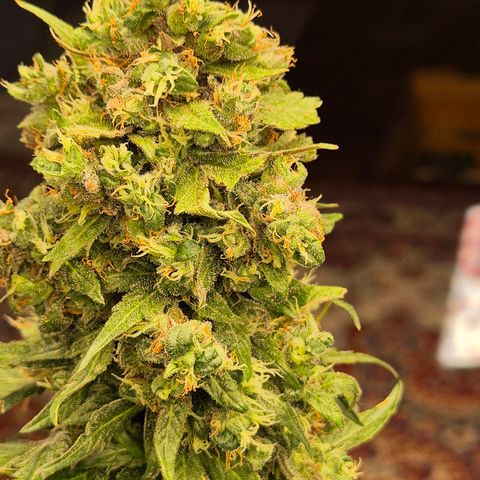 Anna, CBD (49-56BT/77- 84 Tage nach Keimung) growlog timeline photo