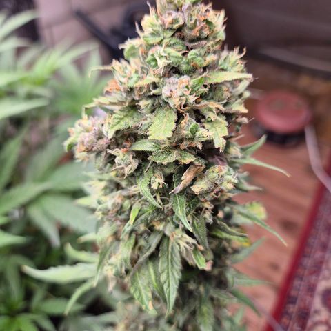 Anna, CBD (49-56BT/77- 84 Tage nach Keimung) growlog timeline photo