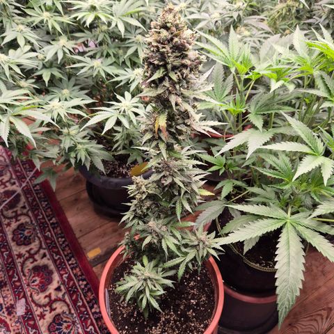 Anna, CBD (49-56BT/77- 84 Tage nach Keimung) growlog timeline photo