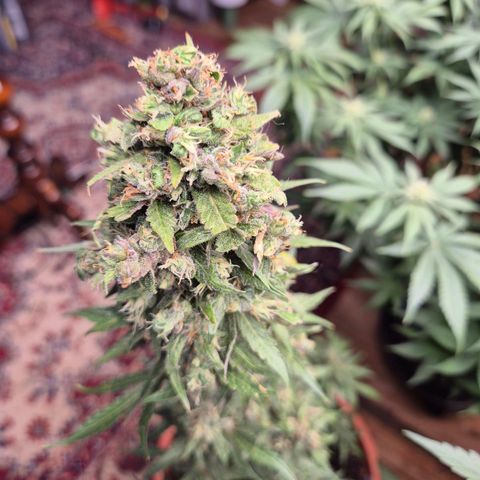 Anna, CBD (49-56BT/77- 84 Tage nach Keimung) growlog timeline photo