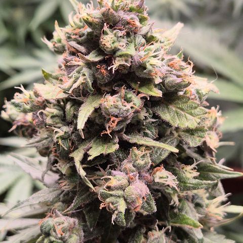 Anna, CBD (49-56BT/77- 84 Tage nach Keimung) growlog timeline photo