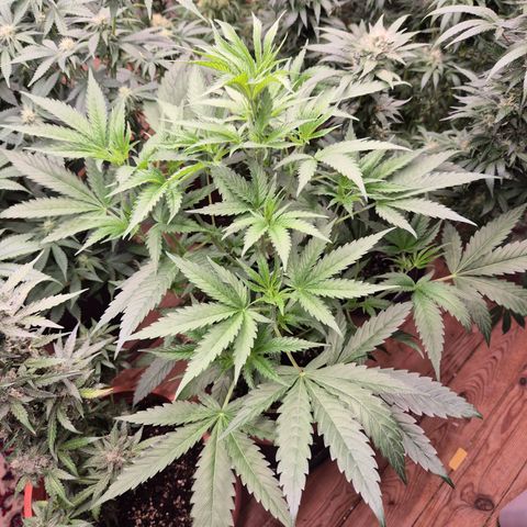 Ice cream cake 🍰 & permanent marker🖊(65-73bt) growlog photo: Unsere 5 Pflanzen🤩