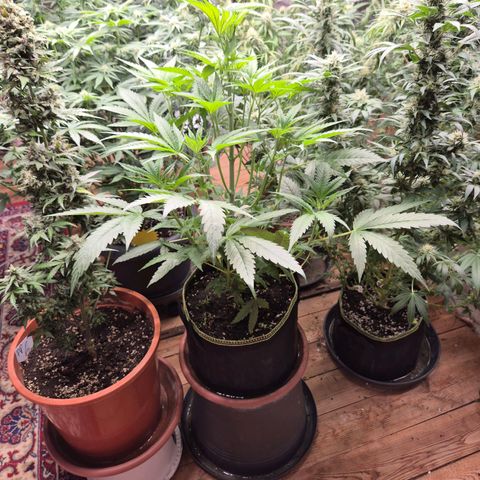 Ice cream cake 🍰 & permanent marker🖊(65-73bt) growlog photo: Unsere 5 Pflanzen🤩