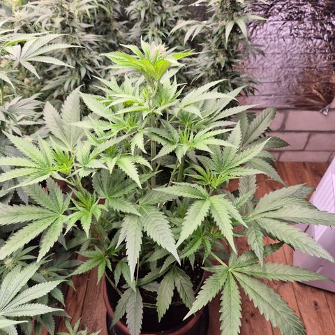 Ice cream cake 🍰 & permanent marker🖊(65-73bt) growlog photo: Unsere 5 Pflanzen🤩