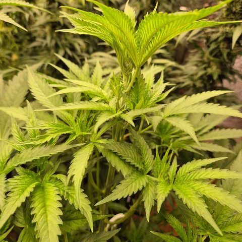 Ice cream cake 🍰 & permanent marker🖊(65-73bt) growlog timeline photo