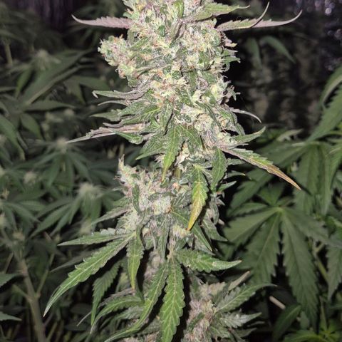 Anna, CBD (49-56BT/77- 84 Tage nach Keimung) growlog timeline photo