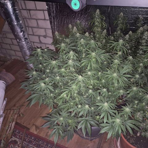 WTF- Königin Mimosa evo 👑👑👑 (65-70bt) growlog timeline photo