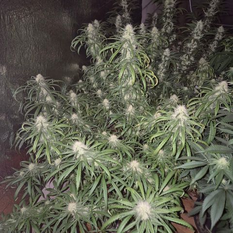 Afghani #1 (45-50bt) growlog timeline photo