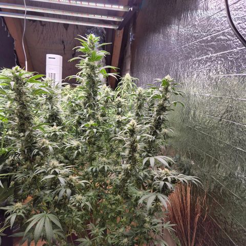 Biscotti (56-70bt) growlog timeline photo