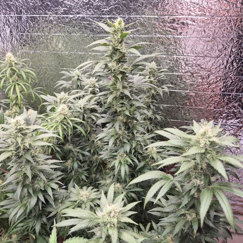 Biscotti (56-70bt) growlog timeline photo