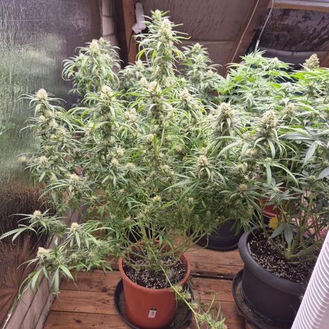 Afghani #1 (45-50bt) growlog timeline photo