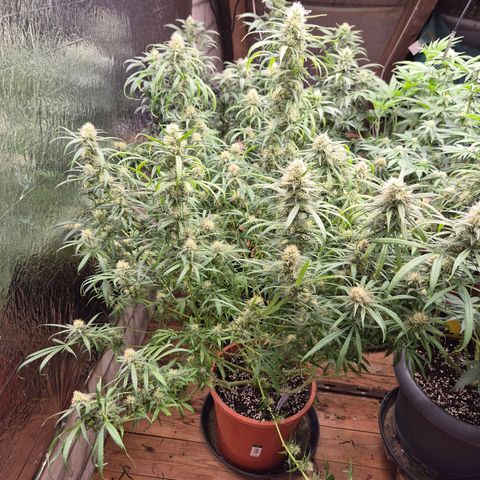 Afghani #1 (45-50bt) growlog timeline photo