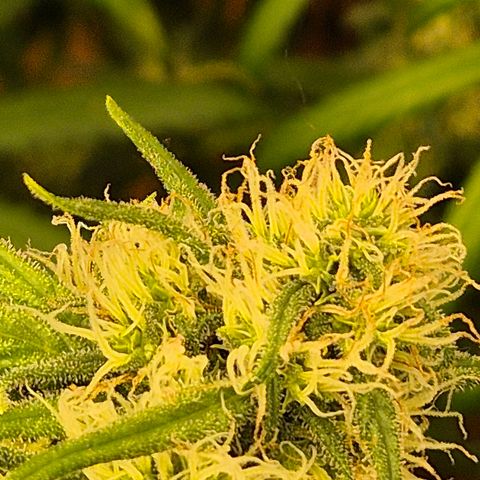 Afghani #1 (45-50bt) growlog timeline photo