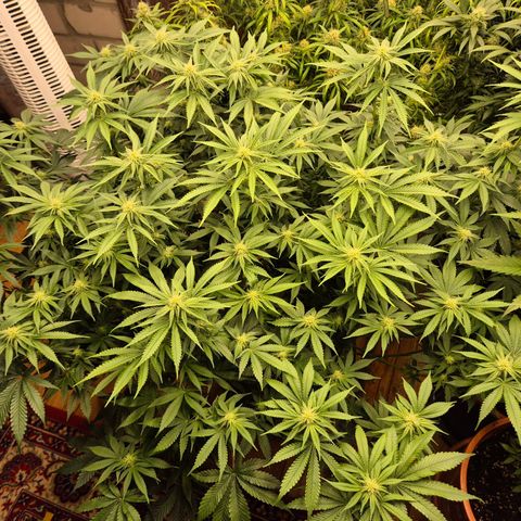 WTF- Königin Mimosa evo 👑👑👑 (65-70bt) growlog timeline photo