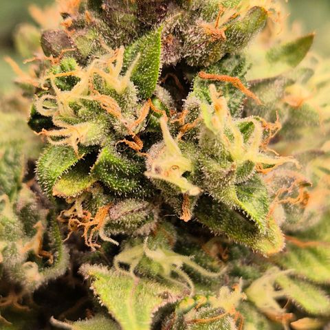 Anna, CBD (49-56BT/77- 84 Tage nach Keimung) growlog timeline photo
