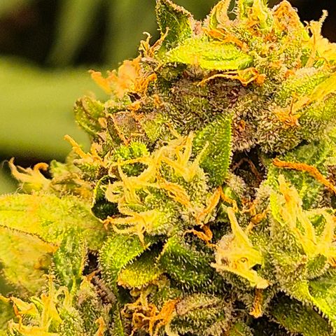Anna, CBD (49-56BT/77- 84 Tage nach Keimung) growlog timeline photo