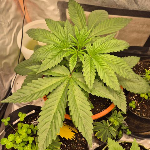 ICE 💚🧊 (63-70bt) growlog timeline photo