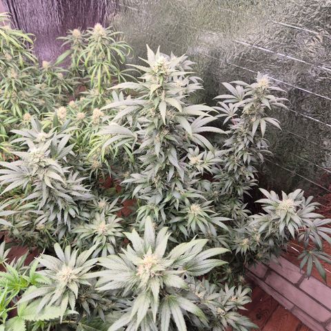 Biscotti (56-70bt) growlog timeline photo