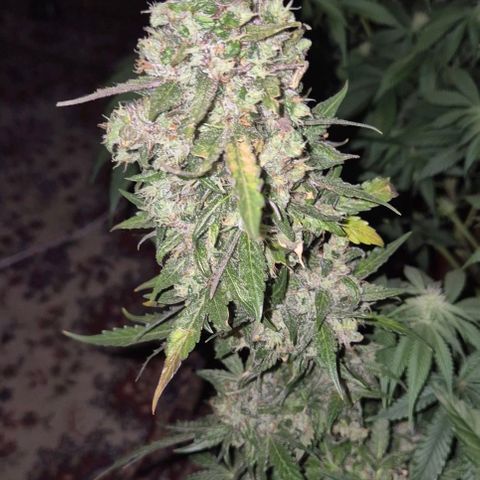 Anna, CBD (49-56BT/77- 84 Tage nach Keimung) growlog timeline photo