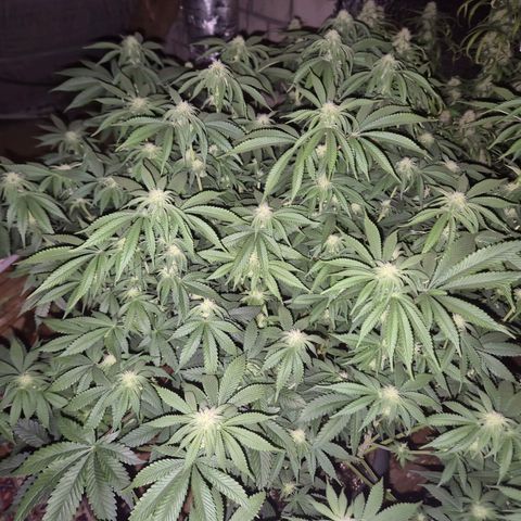 WTF- Königin Mimosa evo 👑👑👑 (65-70bt) growlog timeline photo
