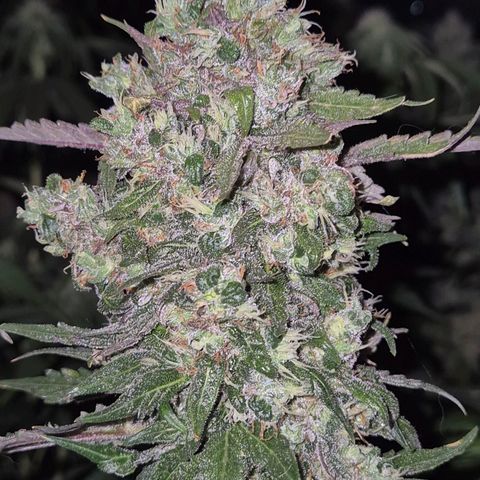 Anna, CBD (49-56BT/77- 84 Tage nach Keimung) growlog timeline photo