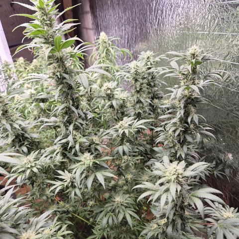 Biscotti (56-70bt) growlog timeline photo
