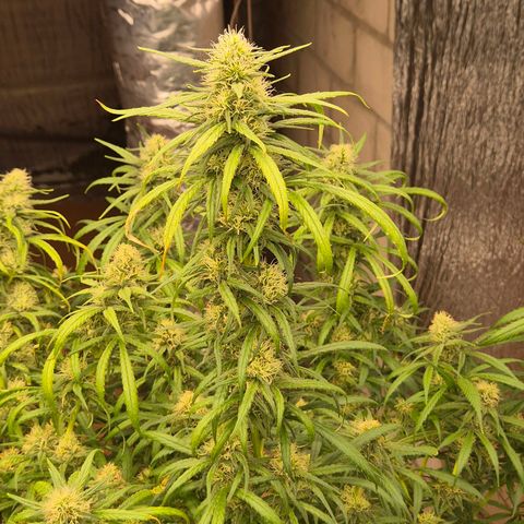 Afghani #1 (45-50bt) growlog timeline photo