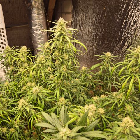Afghani #1 (45-50bt) growlog timeline photo