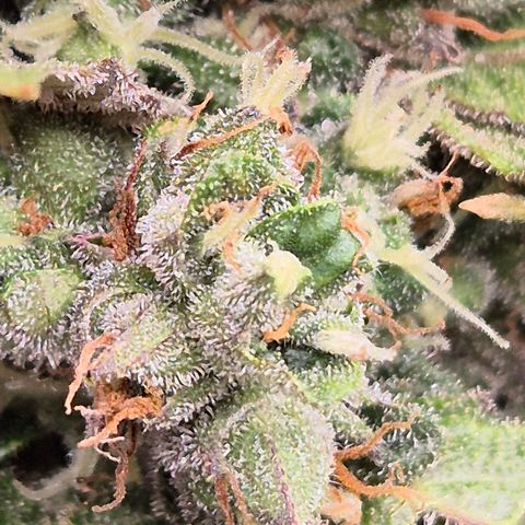 Anna, CBD (49-56BT/77- 84 Tage nach Keimung) growlog timeline photo