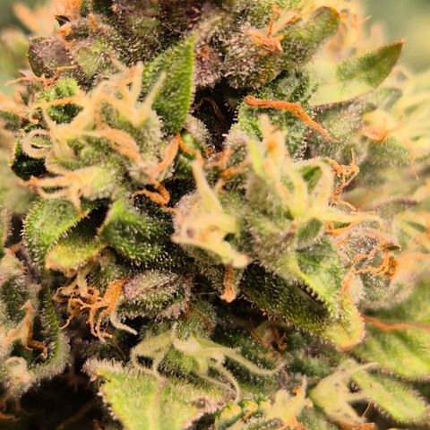 Anna, CBD (49-56BT/77- 84 Tage nach Keimung) growlog timeline photo