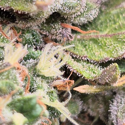 Anna, CBD (49-56BT/77- 84 Tage nach Keimung) growlog timeline photo