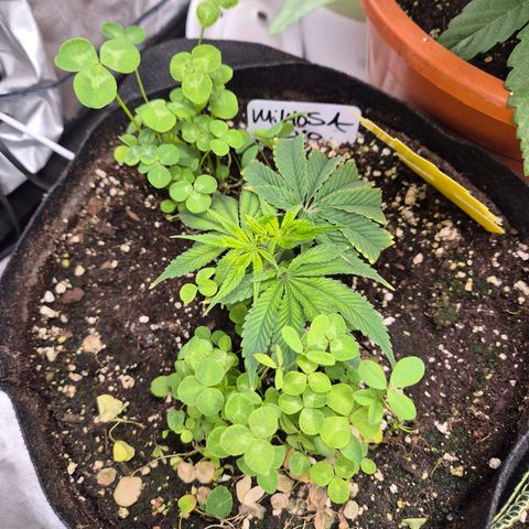 Mimosa evo stecki  🍊🍋🍍 (65-70bt) growlog timeline photo