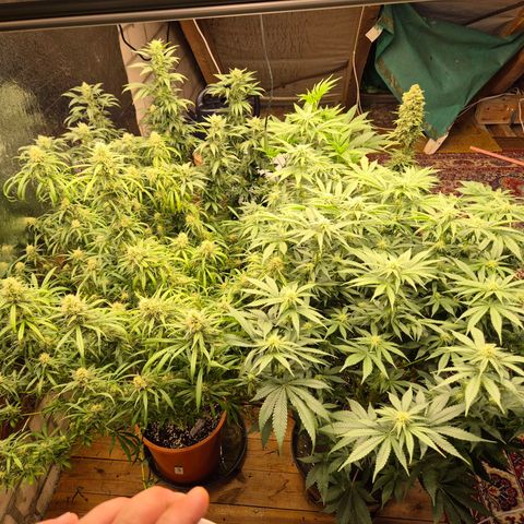 Afghani #1 (45-50bt) growlog timeline photo