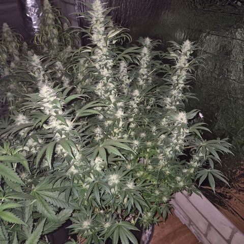 Biscotti (56-70bt) growlog timeline photo