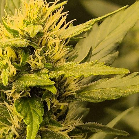 Biscotti (56-70bt) growlog timeline photo