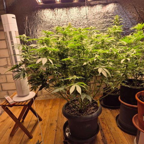 WTF- Königin Mimosa evo 👑👑👑 (65-70bt) growlog timeline photo