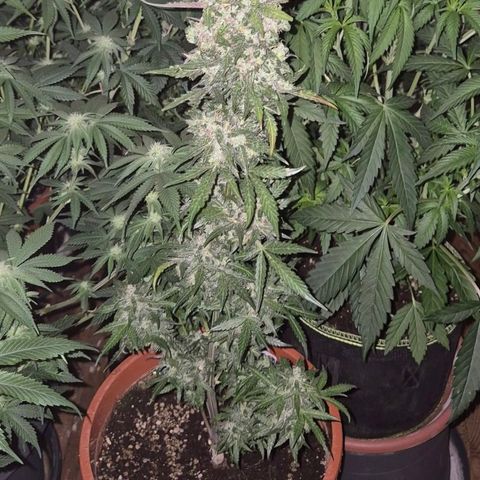 Anna, CBD (49-56BT/77- 84 Tage nach Keimung) growlog timeline photo