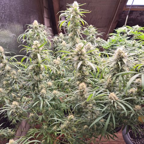 Afghani #1 (45-50bt) growlog timeline photo