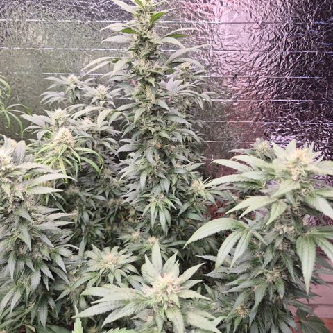 Biscotti (56-70bt) growlog timeline photo